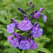 Salvia Cool Violet